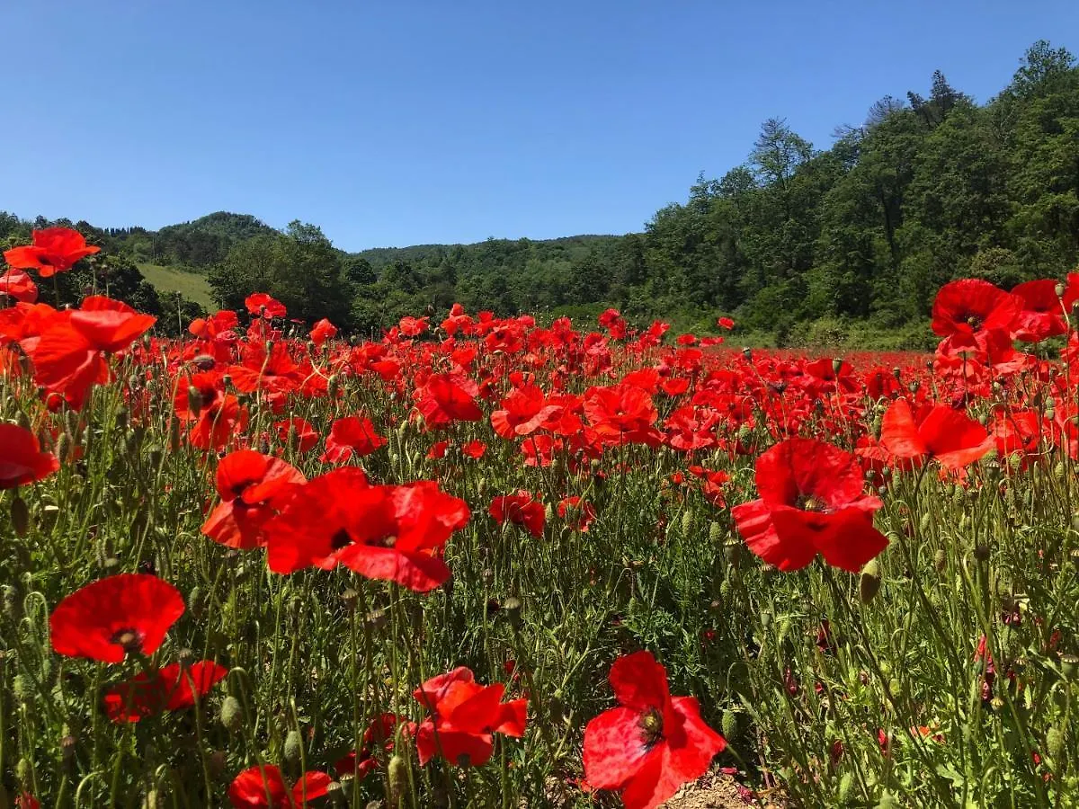 Bed & Breakfast Podere Badia Valdrago Agriturismo Mugello Circuit Scarperia